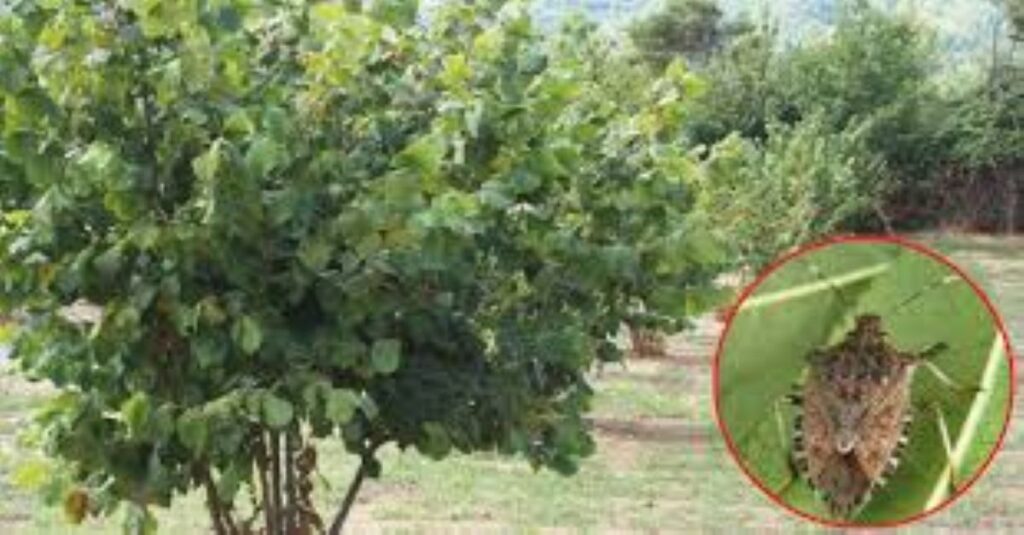 Lotta biologica alla cimice asiatica nei noccioleti della Tuscia, pronti 100mila insetti antagonisti