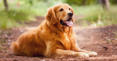 È viterbese il Labrador Retriever più bello d’Italia