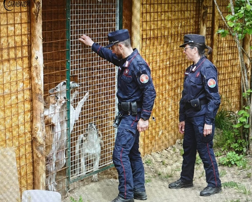 Abusi edilizi in area vincolata nel Viterbese: sequestrate strutture abusive a Faleria