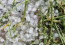 Gallese devastata dalla grandine, chicchi grandi come noci