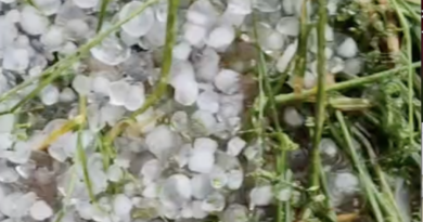Gallese devastata dalla grandine, chicchi grandi come noci