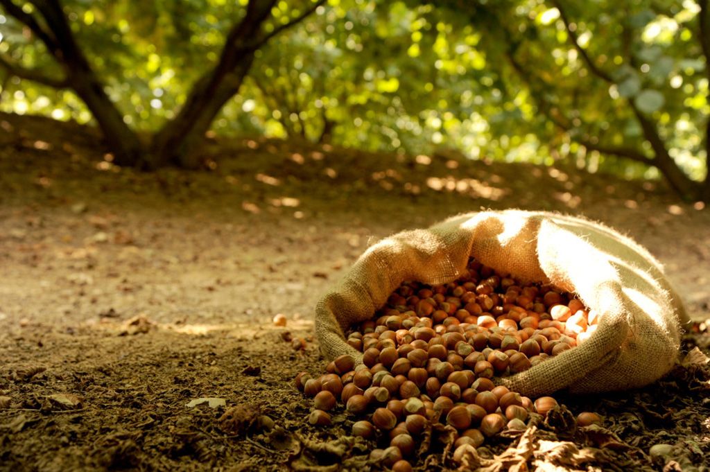 La produzione delle nocciole cresce del 50% nella Tuscia, cauto ottimismo di Coldiretti